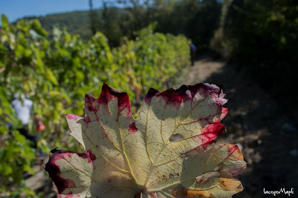 Agriturismo Montecorboli Barberino di Val dʼElsa Eksteriør bilde