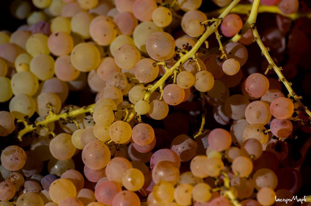 Agriturismo Montecorboli Barberino di Val dʼElsa Eksteriør bilde